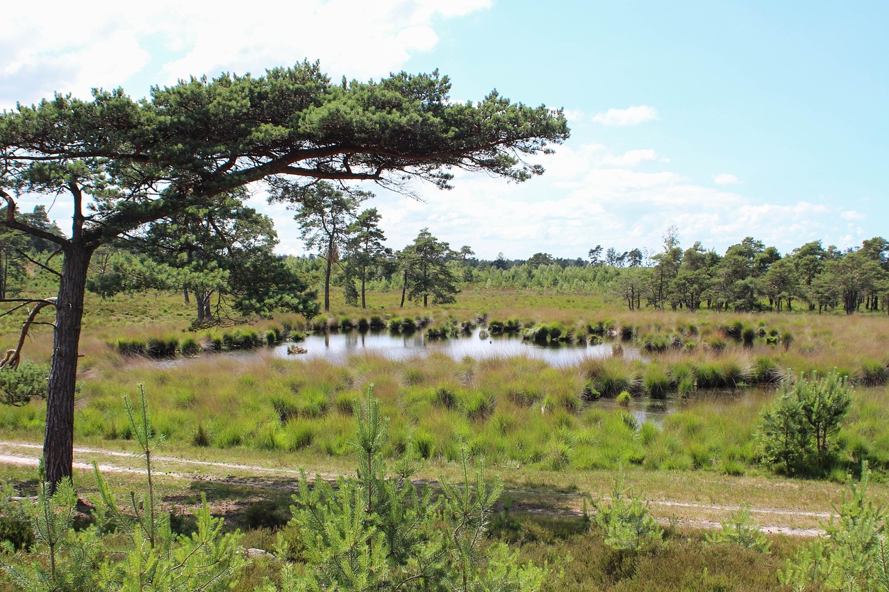 A Year on the Heath: Seasonal Highlights for Nature Lovers