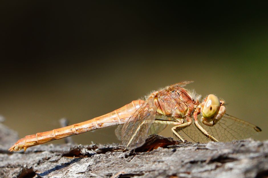 Dragonflies and Damselflies: Jewels of the Heathland Pools
