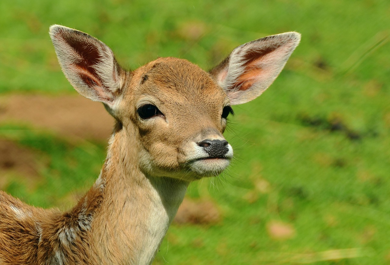 Heathland Mammals: The Secretive Residents of the Scrub