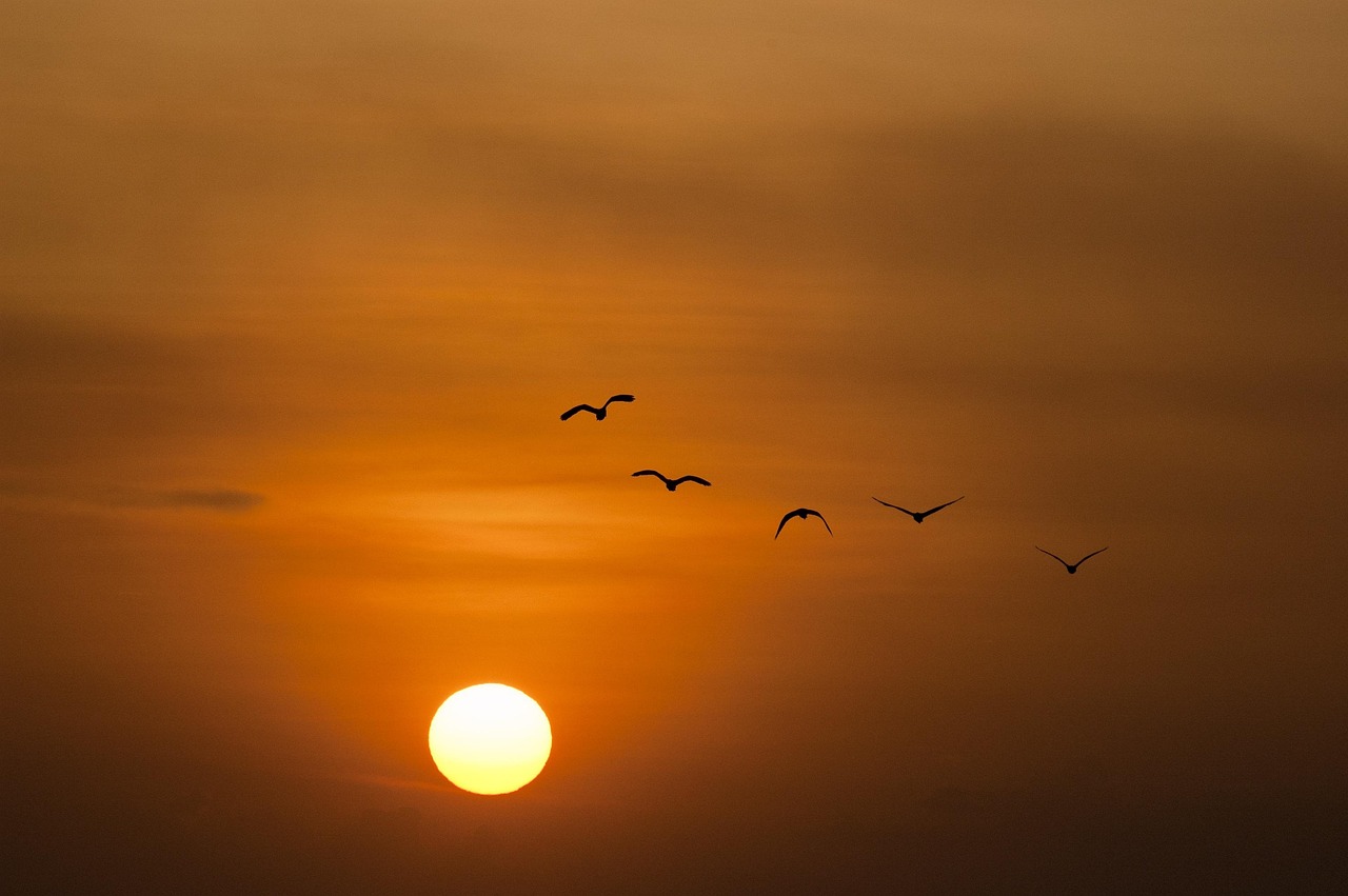 Nightjars: The Birds That Churr in the Twilight