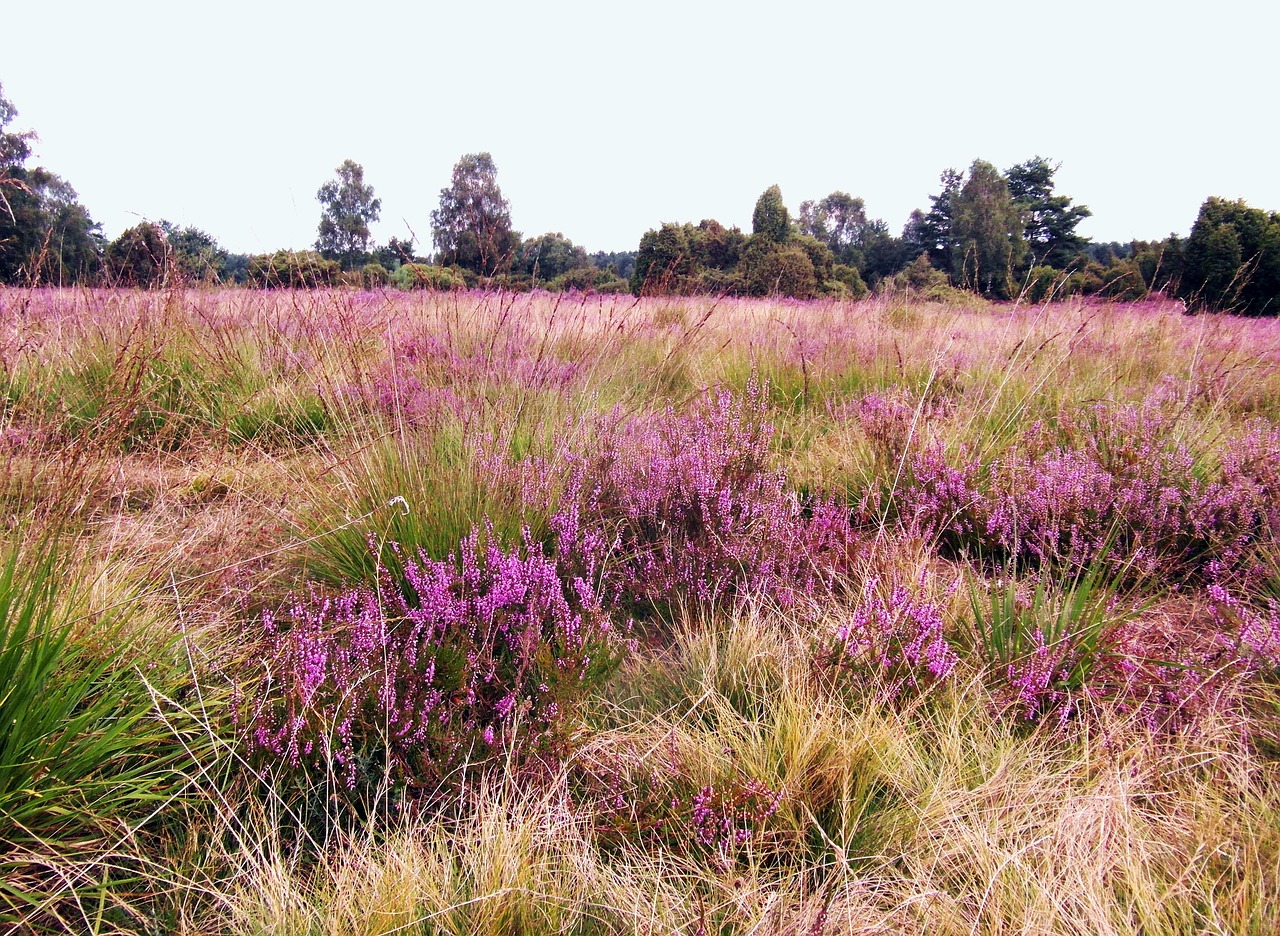Reading the Heath: A Beginner's Guide to Heather Species