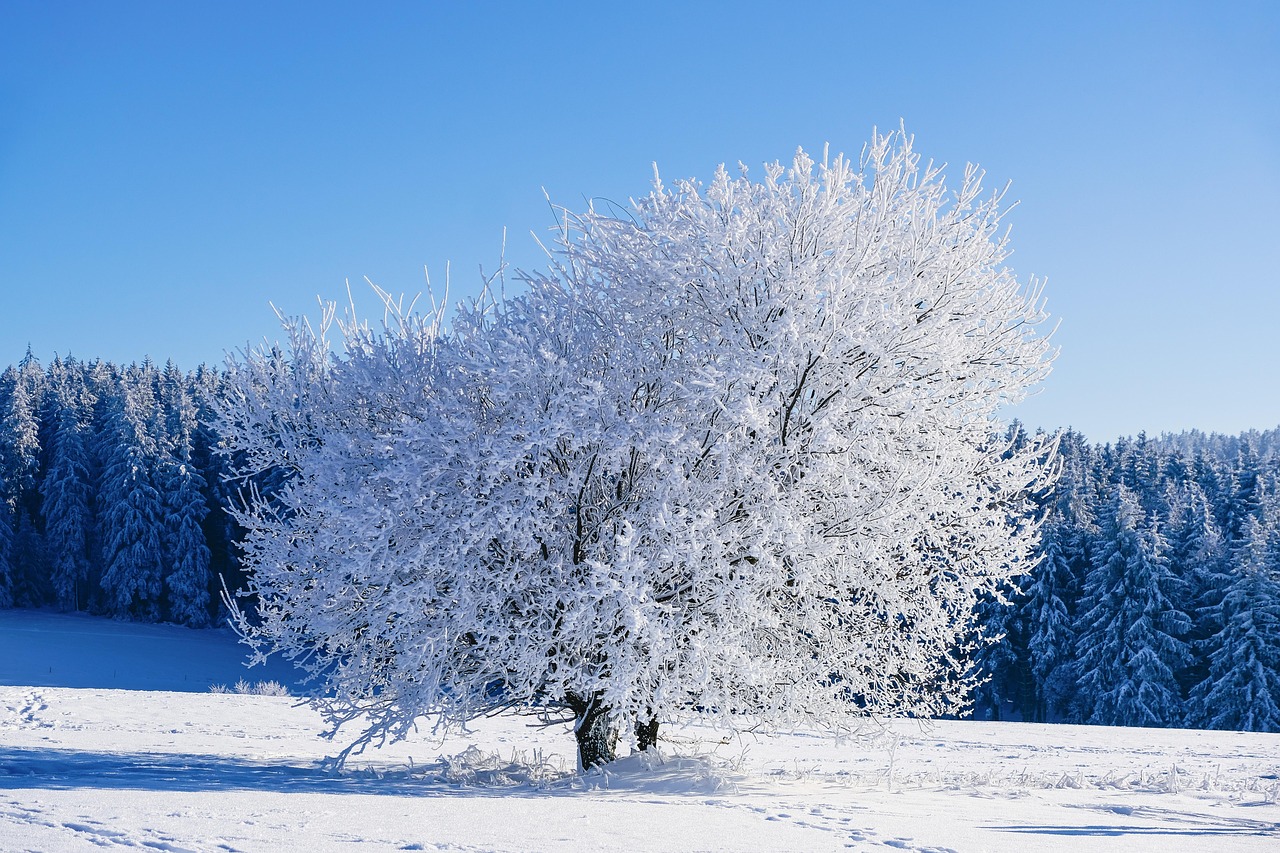 Walking the Heath in Winter: What to Look For When the Purple Is Gone